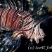 lionfish_common_nus_h_0705_png1901.jpg